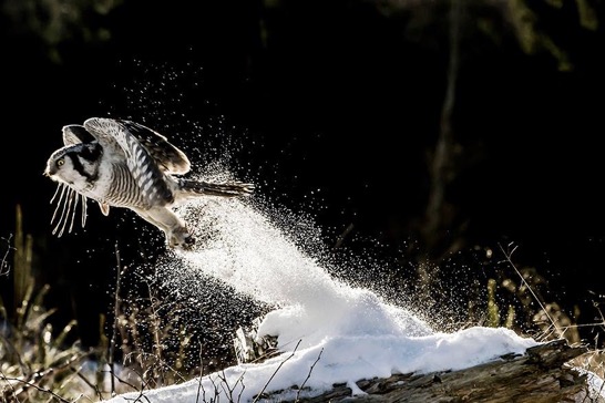 Owls-Flight-out-of-Snow