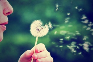 Dandelion-1