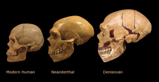 denisovan