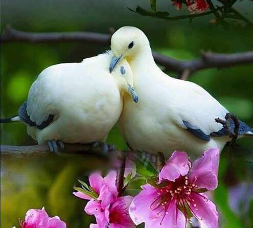 Doves