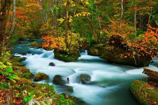 forest-bathing-river-main