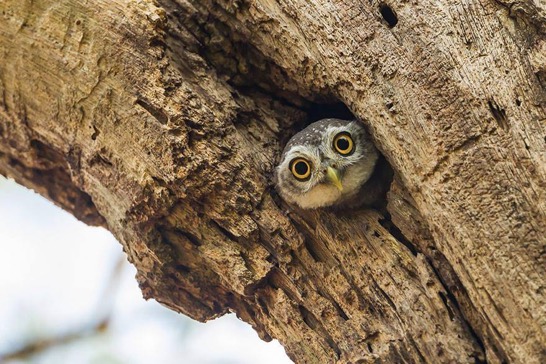 Peeking-out-from-Tree