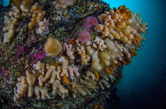 Sea-Urchins