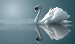 White Swan