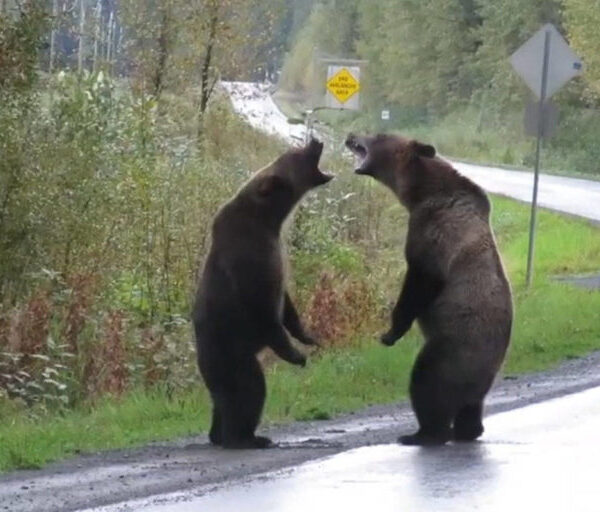 Bear Fighting