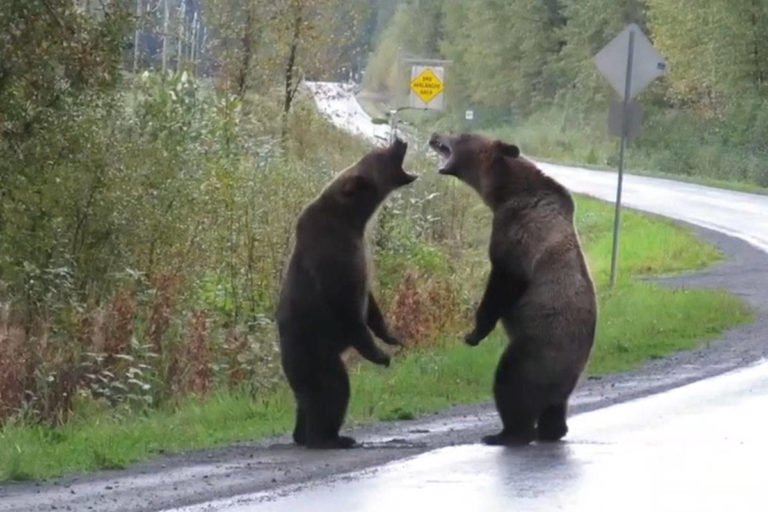 Bear Fighting