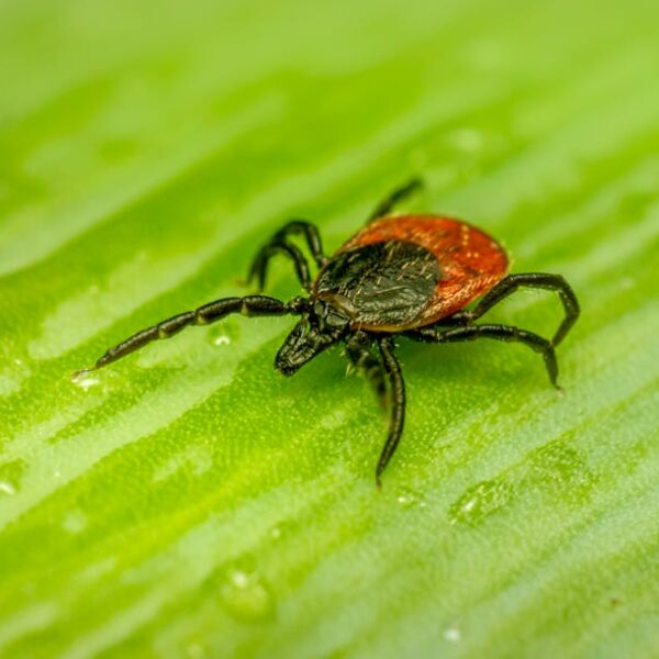 Close-up of a tick on a leaf, showcasing intricate details in natural setting.