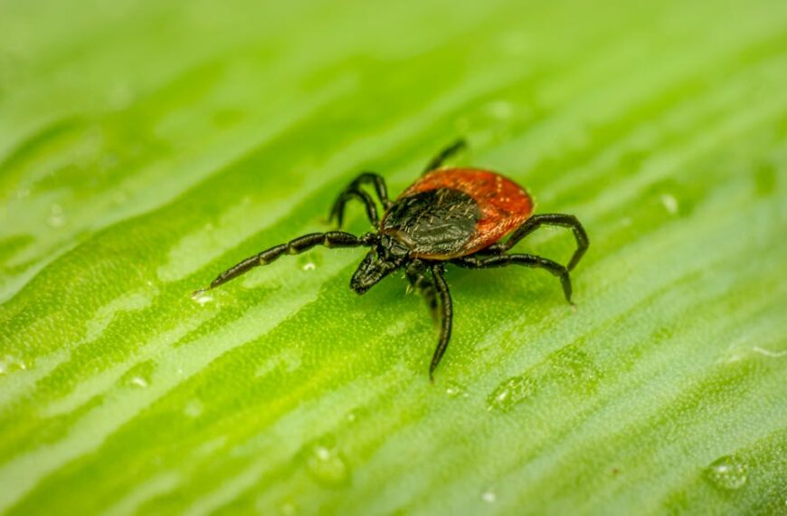 Close-up of a tick on a leaf, showcasing intricate details in natural setting.