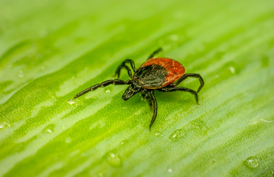 Close-up of a tick on a leaf, showcasing intricate details in natural setting.