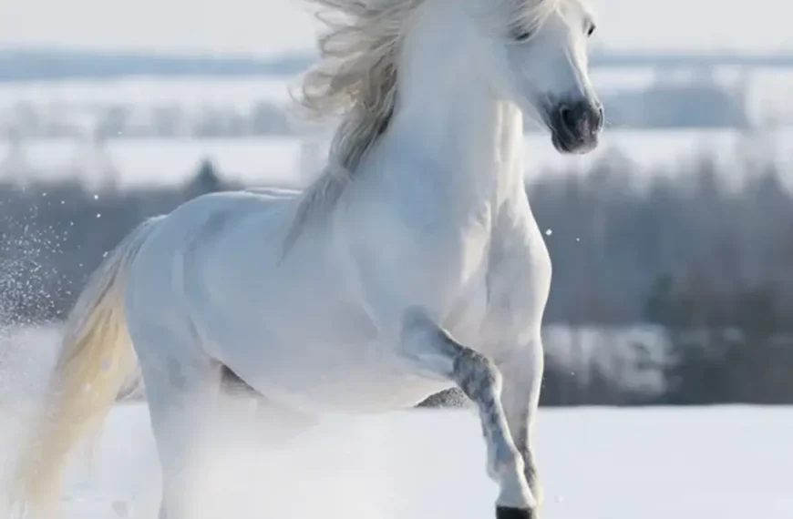 White Stallion