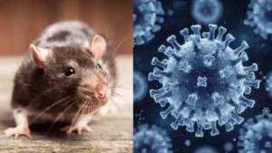 Hantavirus