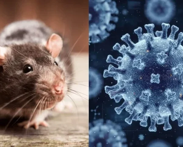 Hantavirus