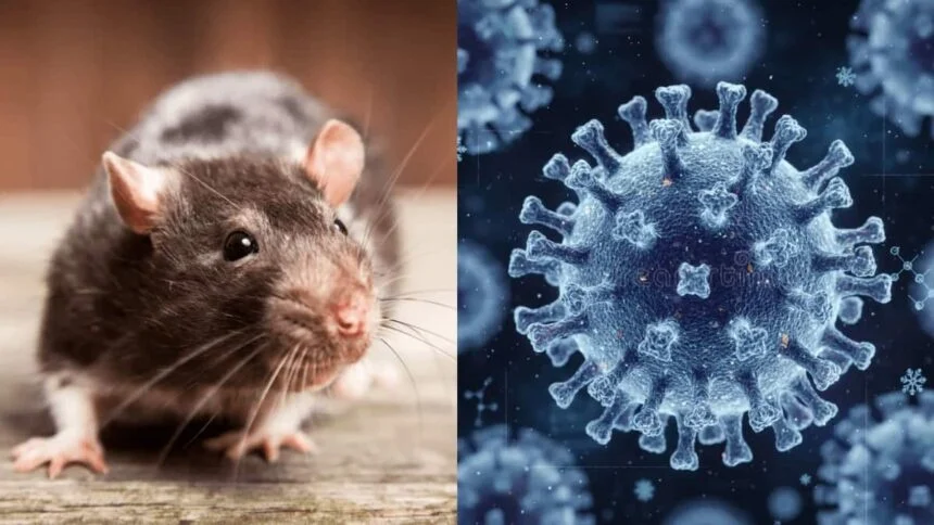 Hantavirus