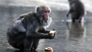 Monkey Washing Potatoes