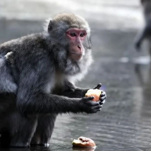 Monkey Washing Potatoes