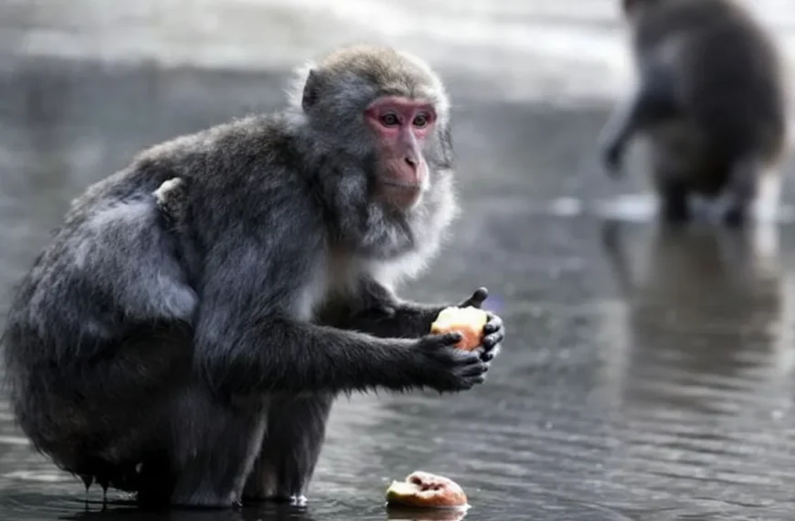 Monkey Washing Potatoes