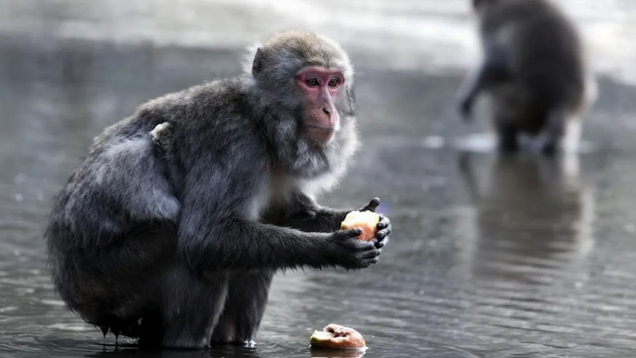 Monkey Washing Potatoes